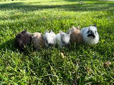 Stunning Purebred Lionhead Bunnies for Sale! - Photo 10