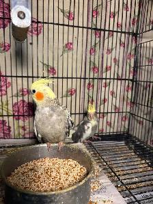 Baby cockatiels for sale fully weaned handfed ❤️