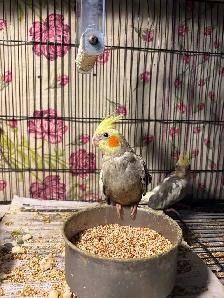 Baby cockatiels for sale fully weaned handfed ❤️ - Photo 2