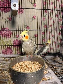 Baby cockatiels for sale fully weaned handfed ❤️ - Photo 3