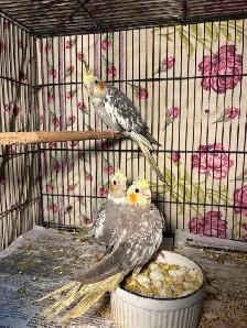 Baby cockatiels for sale fully weaned handfed ❤️ - Photo 4