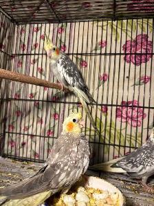 Baby cockatiels for sale fully weaned handfed ❤️ - Photo 5