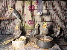 Baby cockatiels for sale fully weaned handfed ❤️ - Photo 6