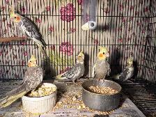 Baby cockatiels for sale fully weaned handfed ❤️ - Photo 7