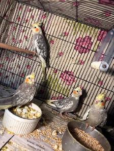 Baby cockatiels for sale fully weaned handfed ❤️ - Photo 8