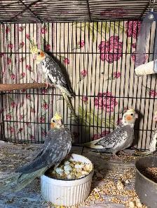 Baby cockatiels for sale fully weaned handfed ❤️ - Photo 9