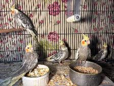 Baby cockatiels for sale fully weaned handfed ❤️ - Photo 10