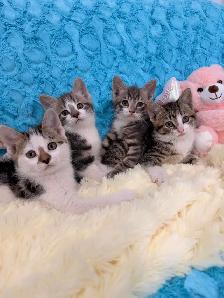 ❤️Bengal mix kittens -647-317-3197 - Photo 3