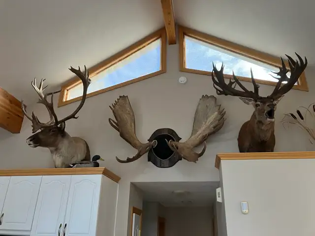 big game taxidermy