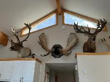 big game taxidermy