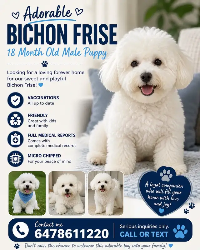 bichon frise