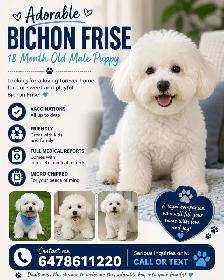 bichon frise
