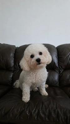 bichon frise - Photo 2
