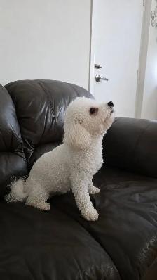 bichon frise - Photo 3