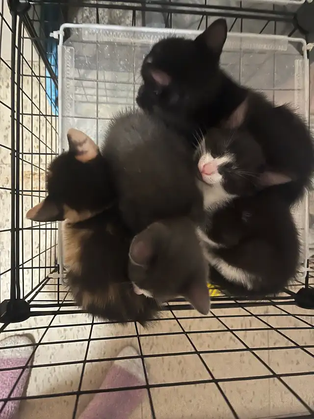 kitten’s available born May 6th 2026.