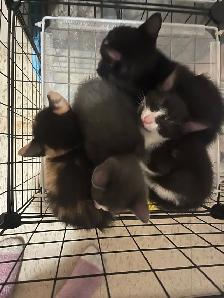 kitten’s available born May 6th 2026.