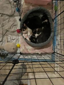 kitten’s available born May 6th 2026. - Photo 2