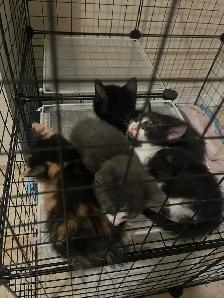 kitten’s available born May 6th 2026. - Photo 3