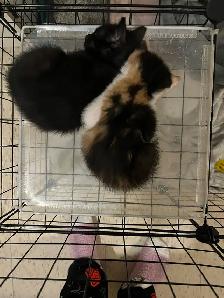 kitten’s available born May 6th 2026. - Photo 4