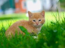 2 Adorable Kittens for Sale! Ready to Go! - Photo 2