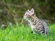 2 Adorable Kittens for Sale! Ready to Go! - Photo 7