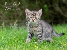 2 Cute Kittens for Sale! Ready to Go!