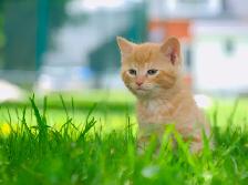 2 Cute Kittens for Sale! Ready to Go! - Photo 8
