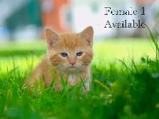2 Beautiful Kittens for Sale! Ready to Go!