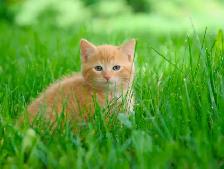 2 Beautiful Kittens for Sale! Ready to Go! - Photo 4