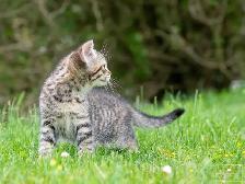 2 Beautiful Kittens for Sale! Ready to Go! - Photo 7