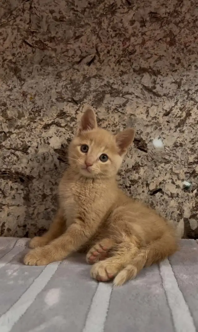 Orange Tabby Kitten
