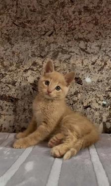 Orange Tabby Kitten