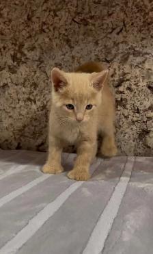 Orange Tabby Kitten - Photo 2