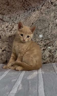 Orange Tabby Kitten - Photo 3
