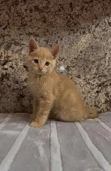 Orange Tabby Kitten - Photo 4