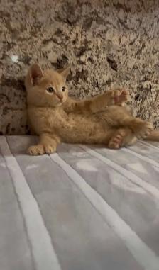 Orange Tabby Kitten - Photo 5