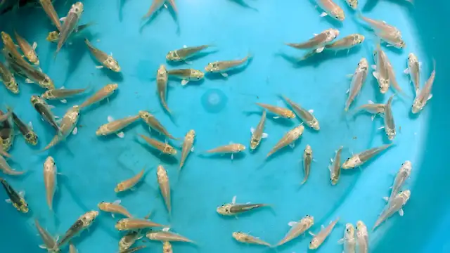 Platinum color baby Koi fish for sale