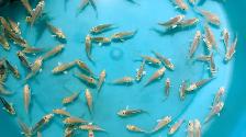 Platinum color baby Koi fish for sale