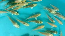 Platinum color baby Koi fish for sale - Photo 3