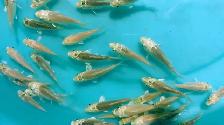 Platinum color baby Koi fish for sale - Photo 4