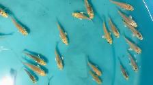 Platinum color baby Koi fish for sale - Photo 6