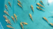 Platinum color baby Koi fish for sale - Photo 7