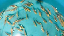 Platinum color baby Koi fish for sale - Photo 8