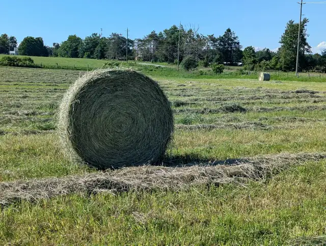 2026 Hay