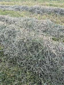 2026 Hay - Photo 2