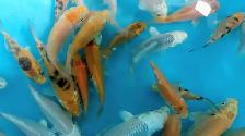 Koi fish for sale - Photo 6