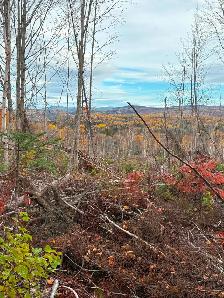 Terre à bois à vendre en Gaspésie zone 1 - Photo 2