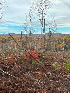 Terre à bois à vendre en Gaspésie zone 1 - Photo 3