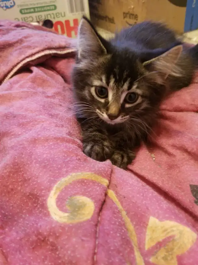 Kittens available