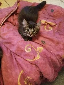 Kittens available - Photo 2